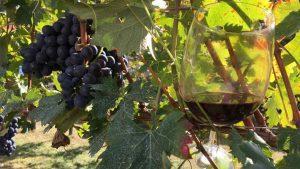degustazioni-in-vigna-lago-maggiore